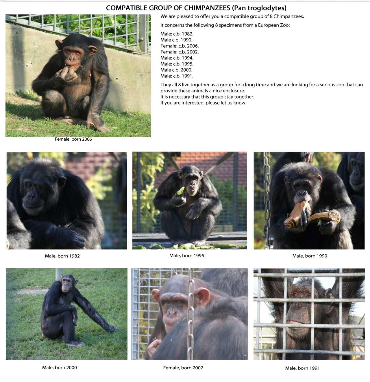 Group of Chinpanzees