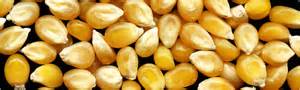 yellow corn maize (animal feed grade)