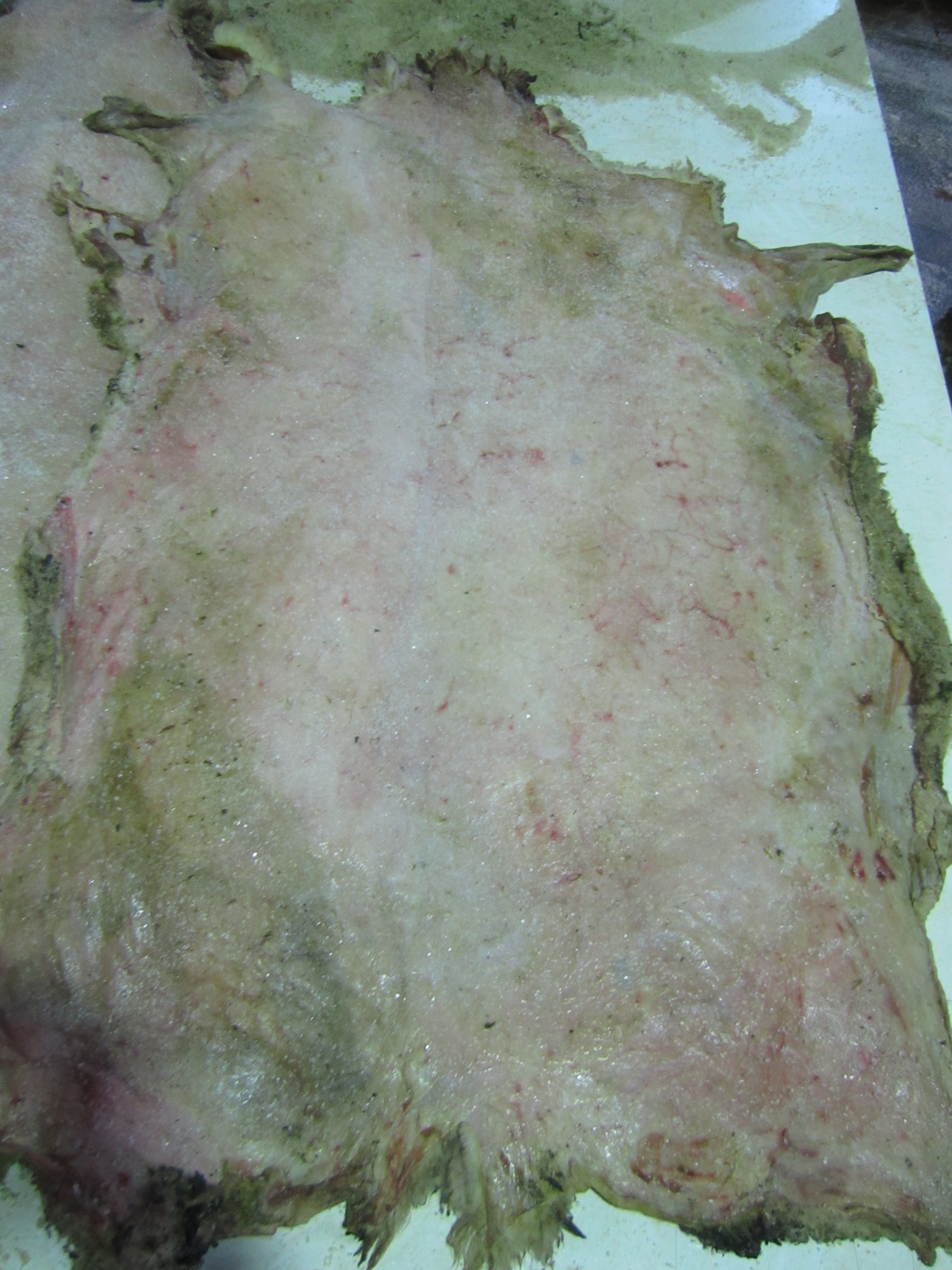 wet salted Merino doubleface sheep skins / Spain
