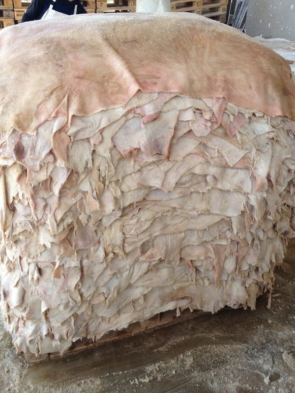 wet salted pig skins / Albania