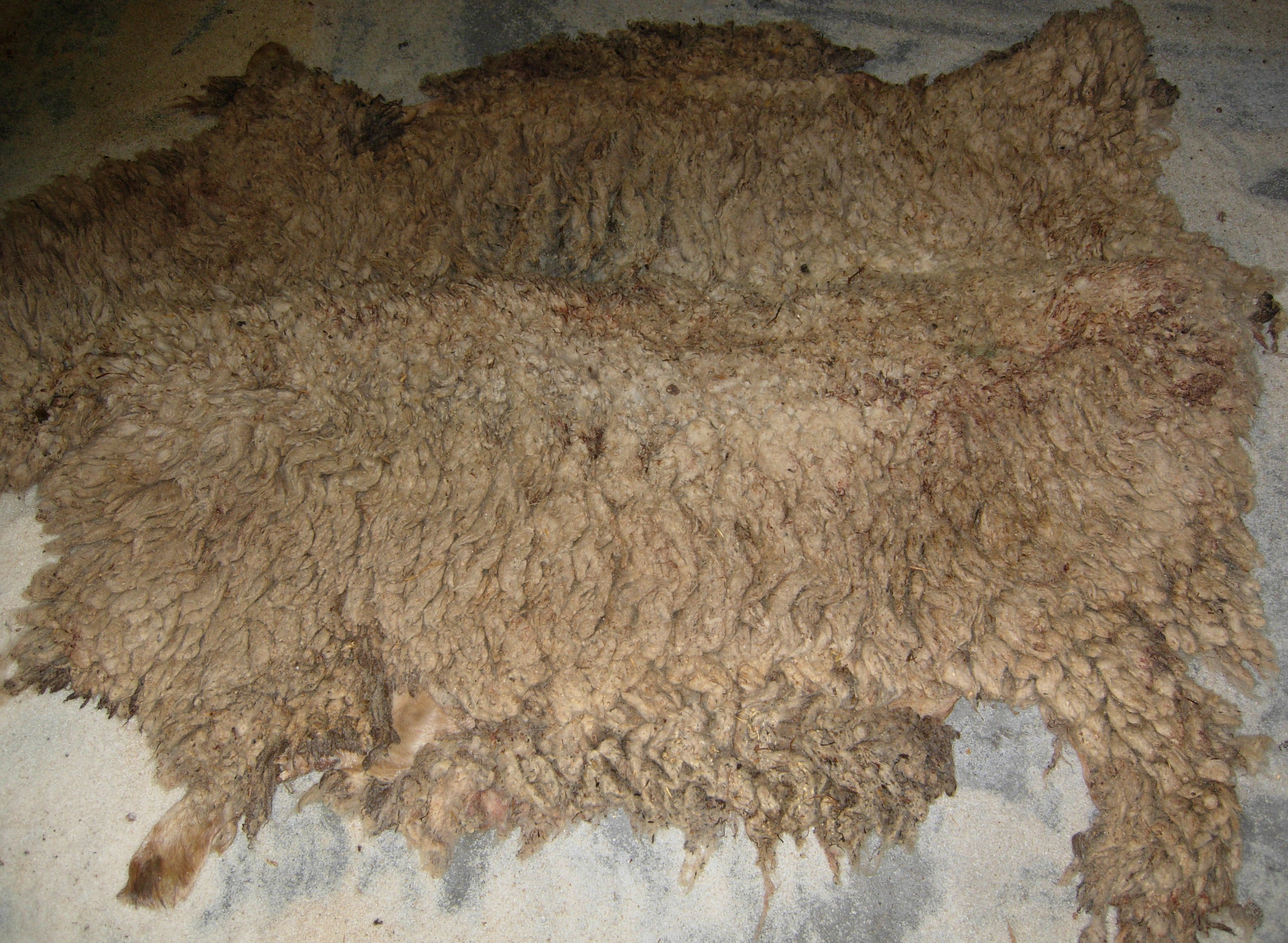 wet salted nappa sheep skins / Spain