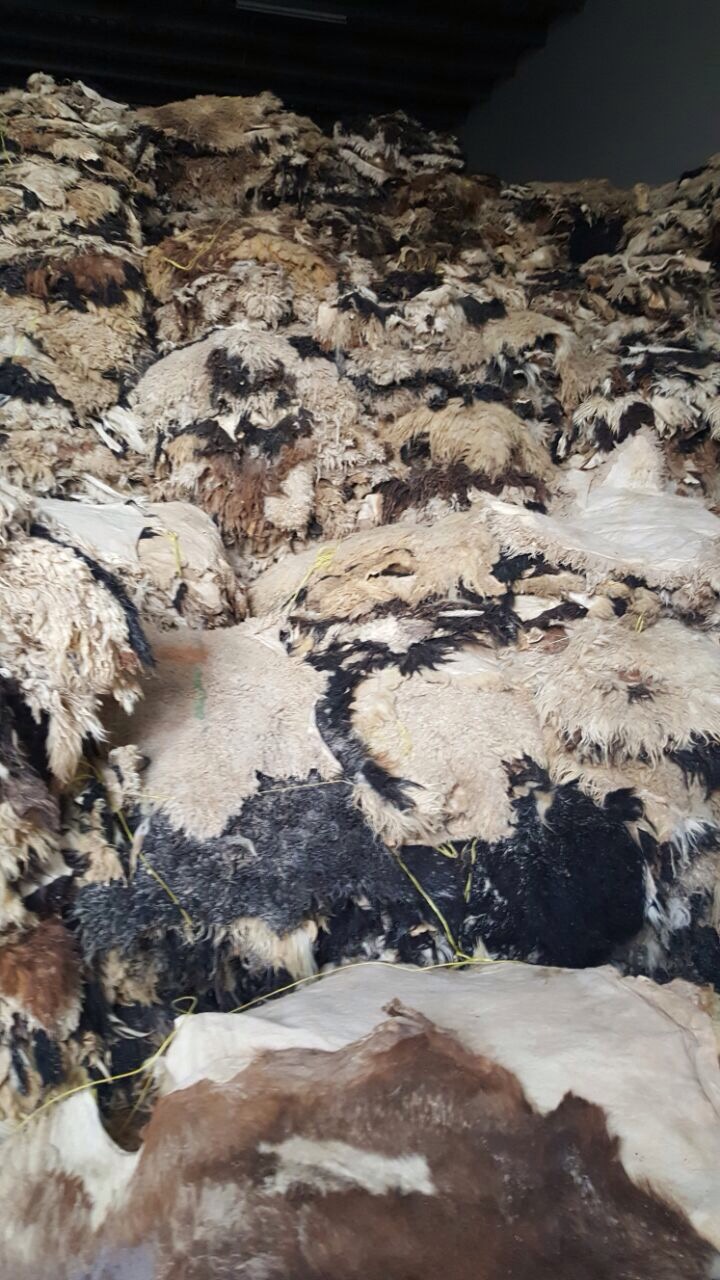 500.000 Quantity Wool sheep and goats 3.5 USD Each