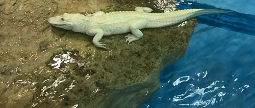Offer of White alligator - Alligator mississippiensis.