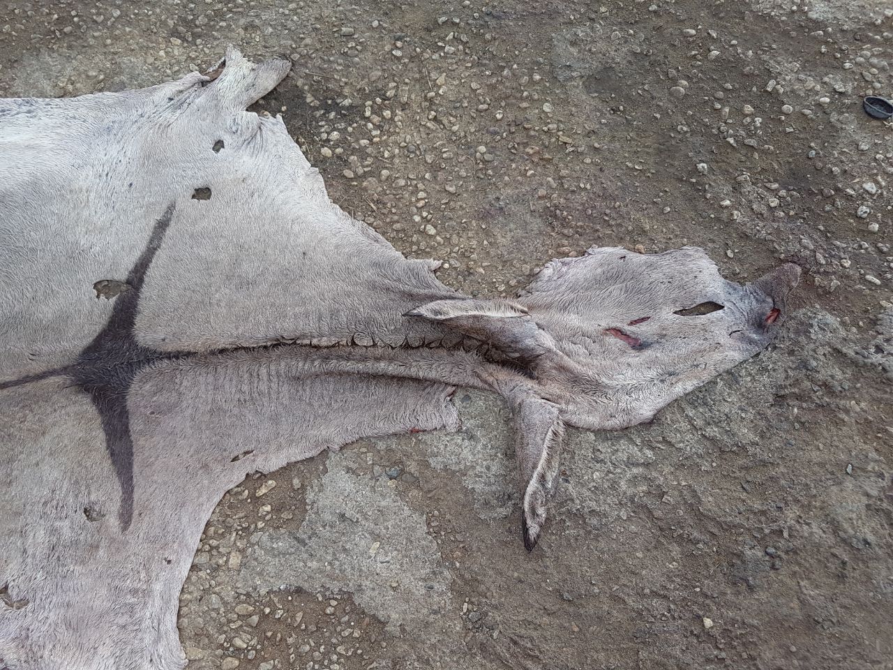 wet salted donkey hides / Cameroon