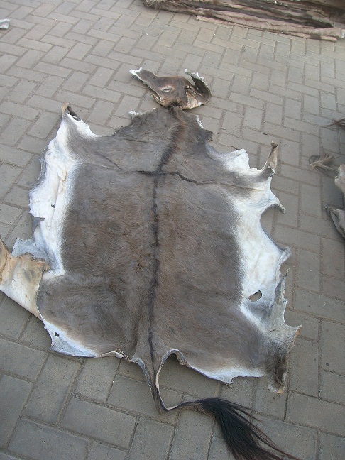 air dried donkey hides / Togo/Burkina Faso 