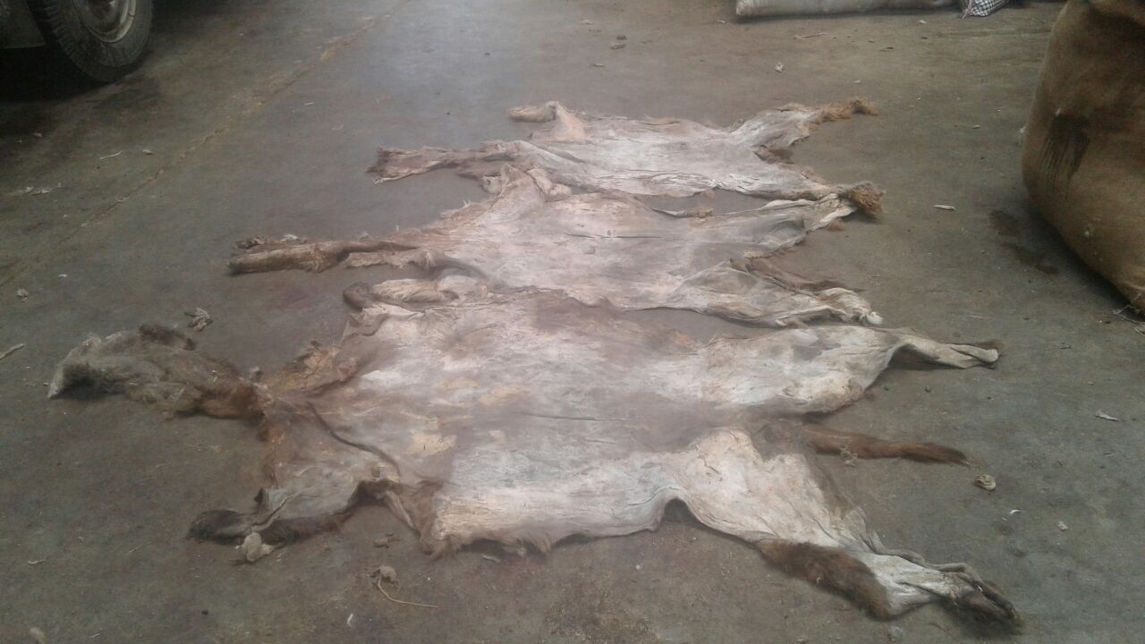 wet salted lama & alpaca skins / Peru