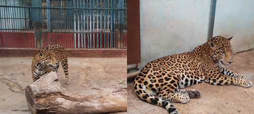 Offer of Jaguar (spotted form) (Panthera onca).