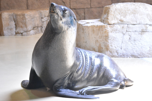 Offer of South american fur seal (Arctocephalus australis).