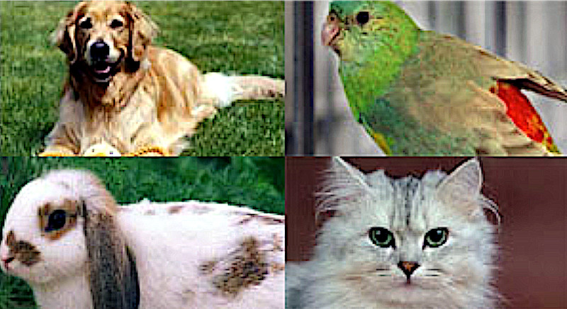 Pet Item Closeouts 