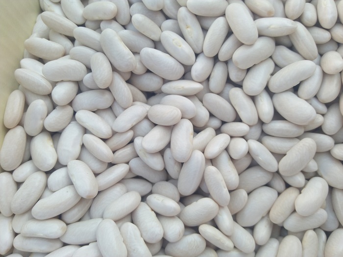 Offer White beans Egypt