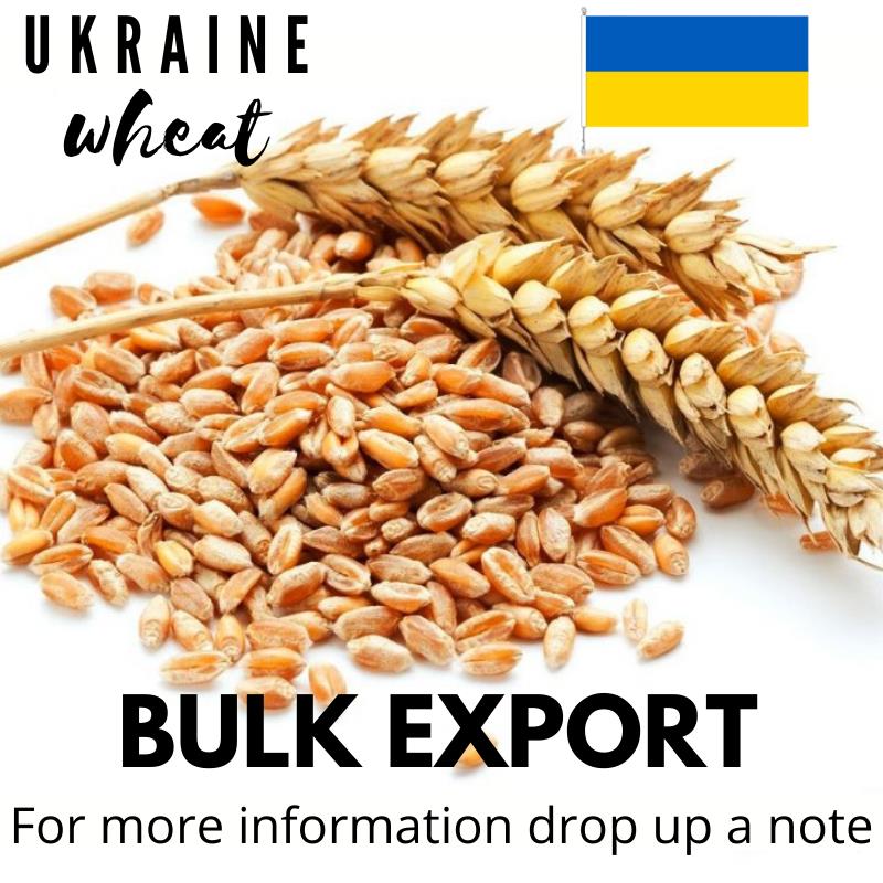 BULK WHEAT FROM UKRAIN - FOR EXPORT