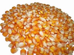 NON-GMO Yellow Corn Maize for animal feed