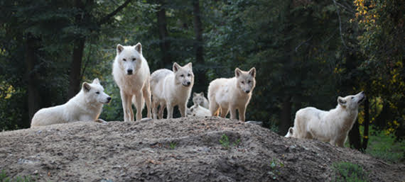 Available species: WHITE POLAR WOLF (Canis lupus arctos)      
