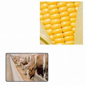 corn yellow animal feed