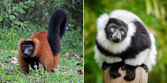 Available species: BLACK AND WHITE RUFFED LEMUR (Varecia variegatus variegatus) and RED RUFFED LEMUR (Varecia variegatus rubra).