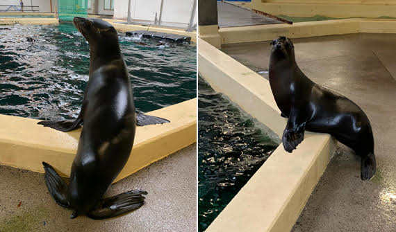  Available: Californian sealions
