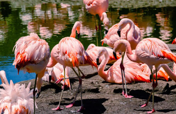 AVAILABLE: CHILEAN FLAMINGOS