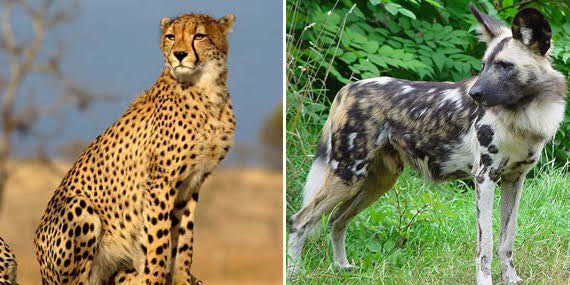AVAILABLE: CHEETAH AND HUNTING DOGS
