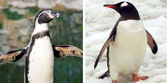 AVAILABLE: GENTOO AND HUMBOLDT PENGUINS