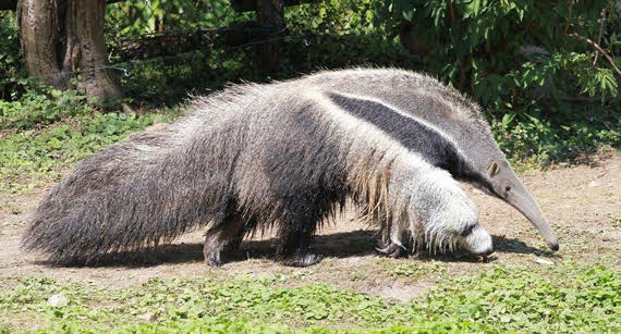 AVAILABLE: GIANT ANTEATER