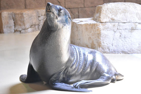 AVAILABLE: SOUTH AMERICAN FUR SEAL