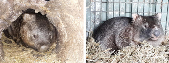 AVAILABLE: WOMBAT