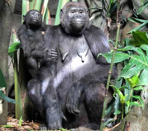 AVAILABLE: GORILLA WITH BABY