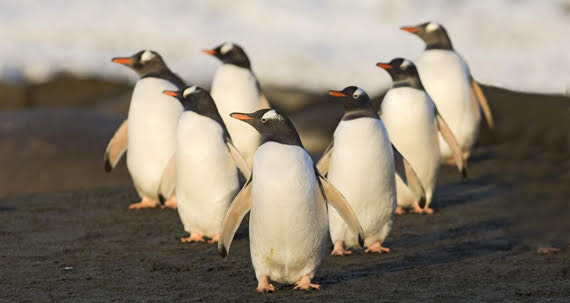 AVAILABLE: GENTOO PENGUINS