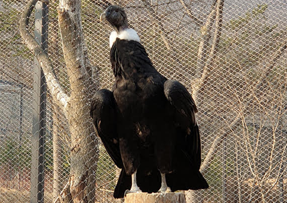 AVAILABLE: ANDEAN CONDOR