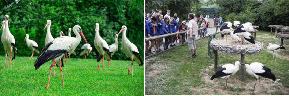 AVAILABLE: COLONY WHITE STORKS (Ciconia ciconia).