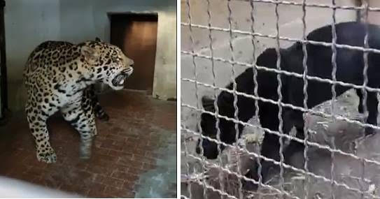 Available species: Black and spotted jaguar (Panthera onca).