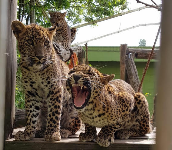 Available: Sri lanka leopard (Panthera pardus kotiya)