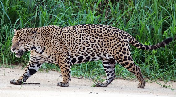 Available species: Jaguar (spotted form) (Panthera onca).
