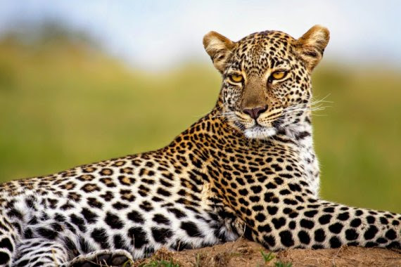 Available Species: African leopard (Panthera pardus pardus)