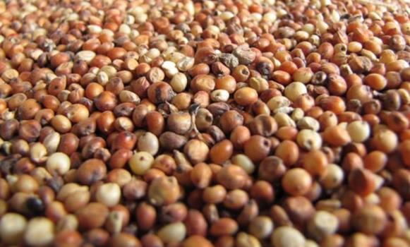 Offer on SORGHUM