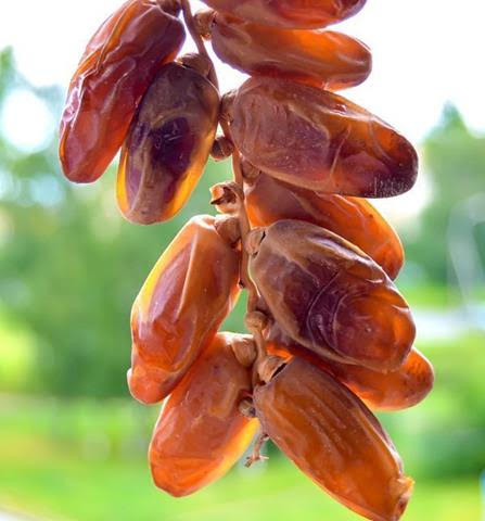 we offer diffrent vareity of dates 