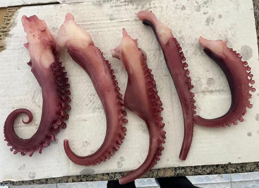 Boiled squid tentacle