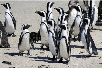 75 Jackass penguins (Spheniscus demersus)