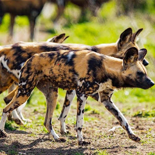 Available: African hunting dogs (Lycaon pictus)