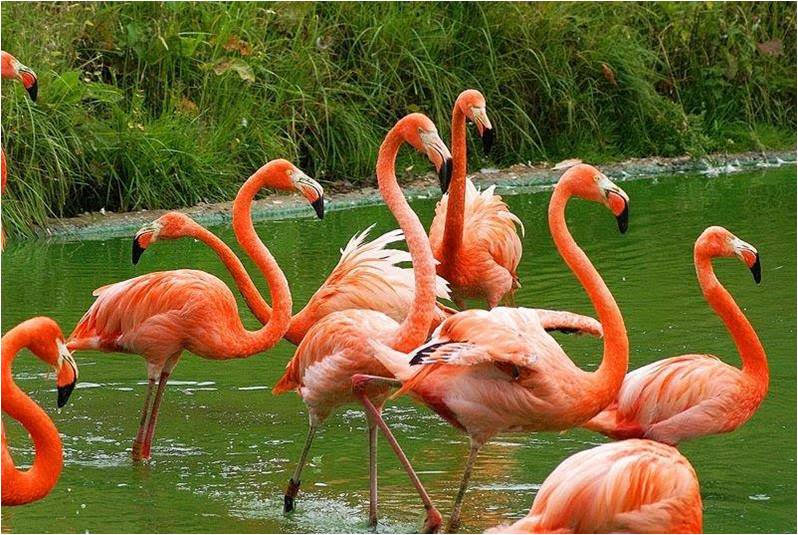 Available: Caribbean flamingo (Phoenicopterus ruber)