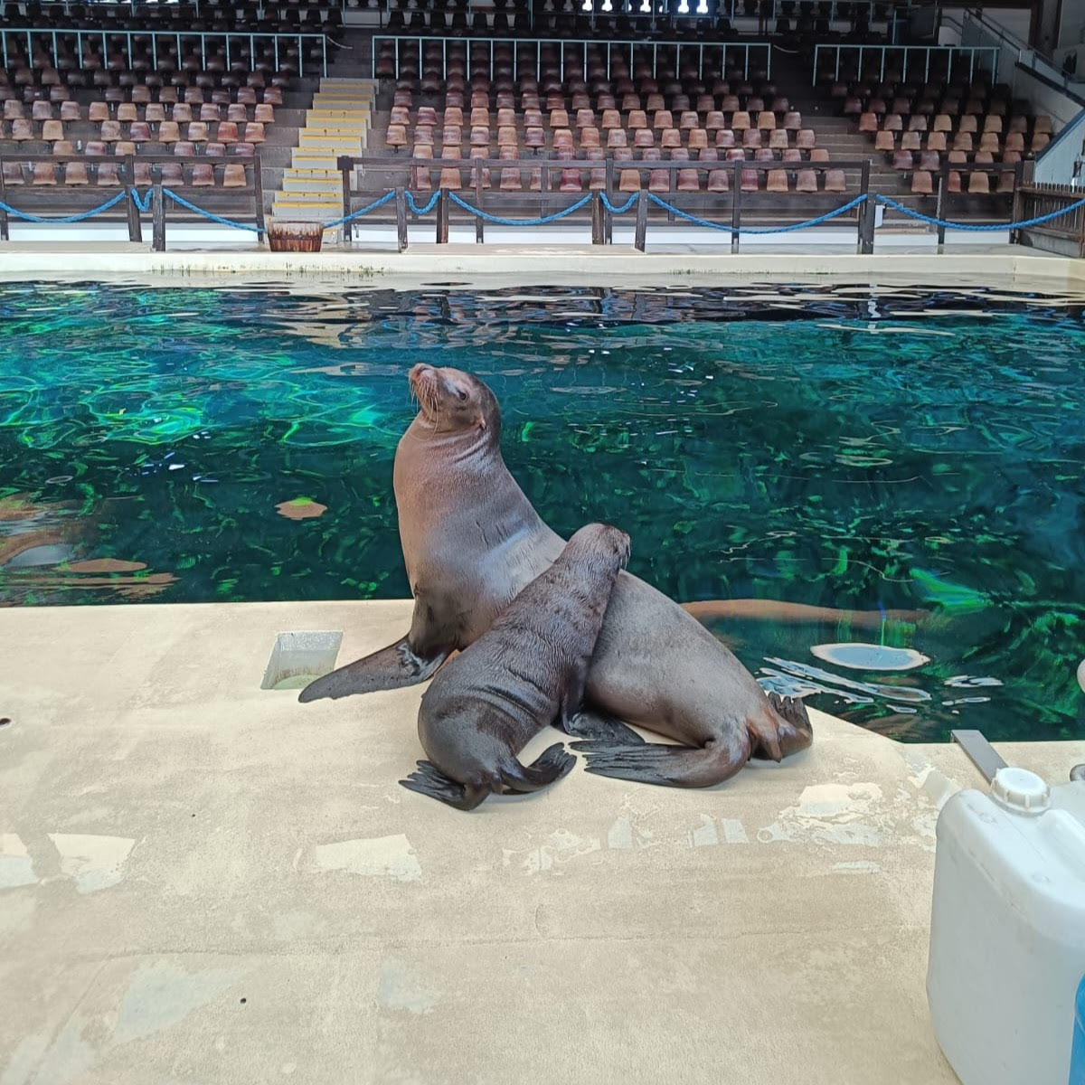 Available: 2 females Californian sealions (Zalophus californianus)