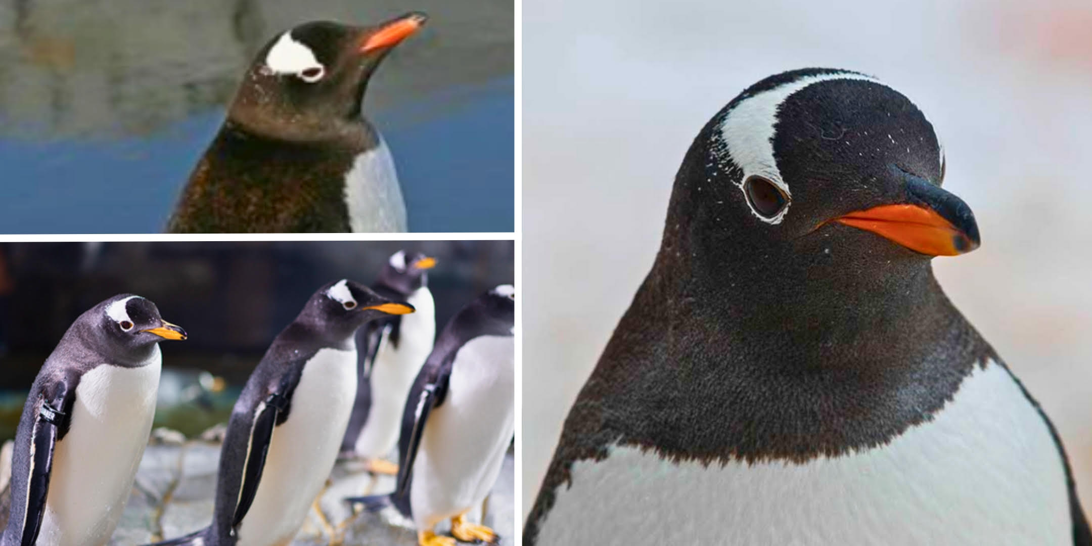   Available: Gentoo penguin (Pygoselis papua)