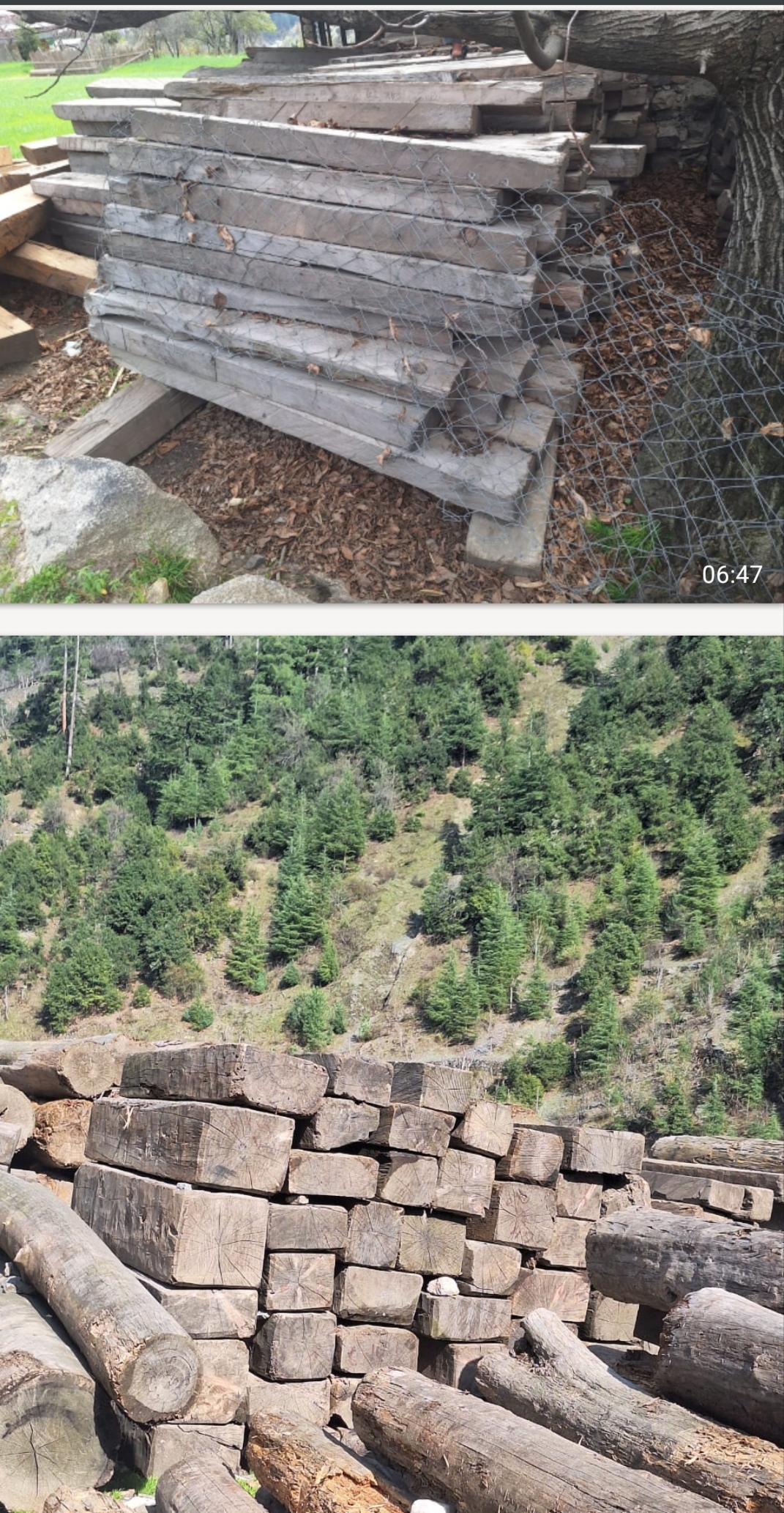 Diyar wood logs from Kashmir
